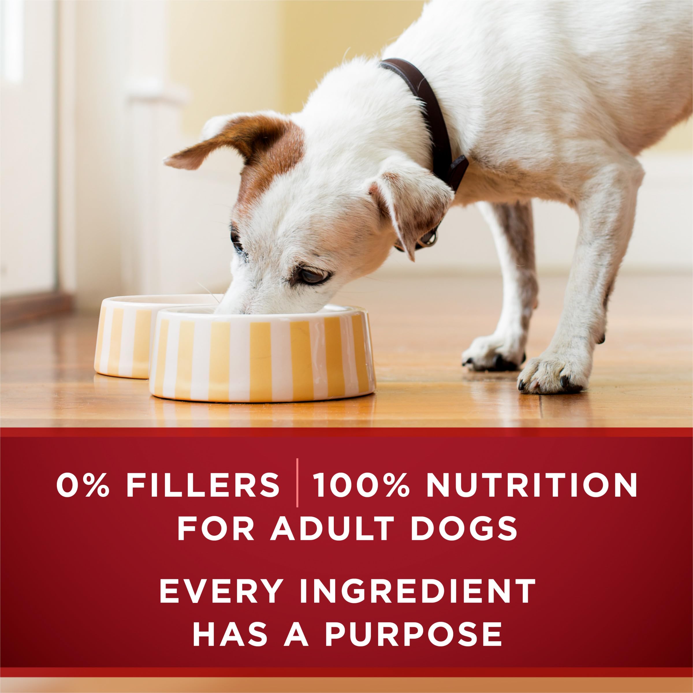 Purina ONE can closeup with logo—premium wet food option.