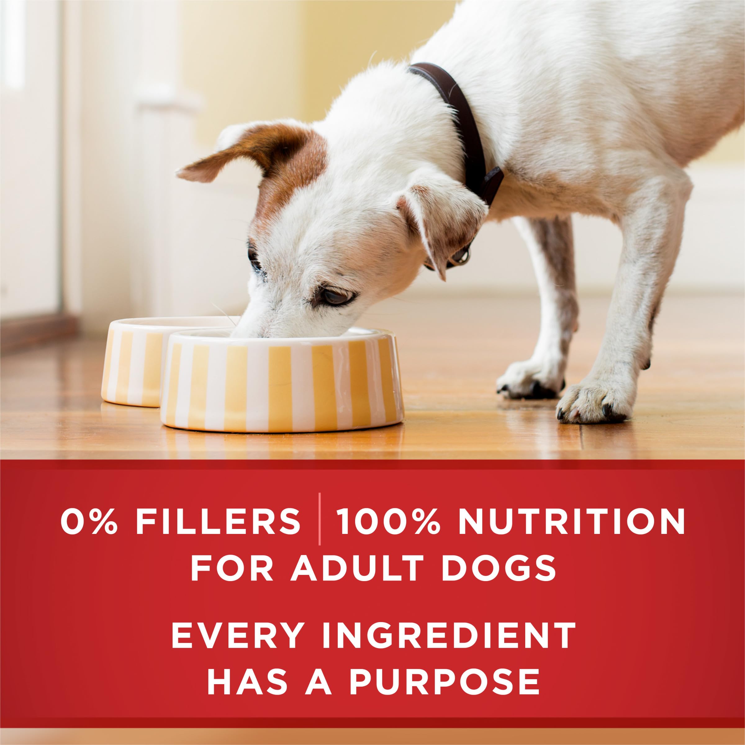 Purina ONE dog enjoying meal indicating positive feeding experience