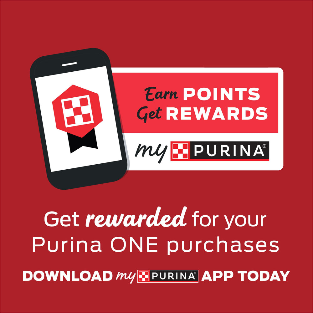 Purina ONE high-protein beef pate close-up highlights texture