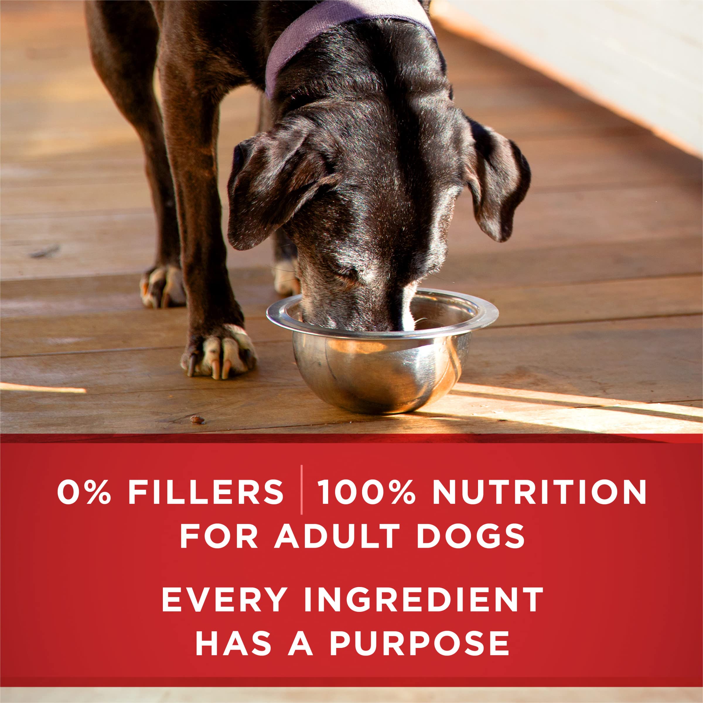 Purina ONE Plus classic ground texture served in a dish