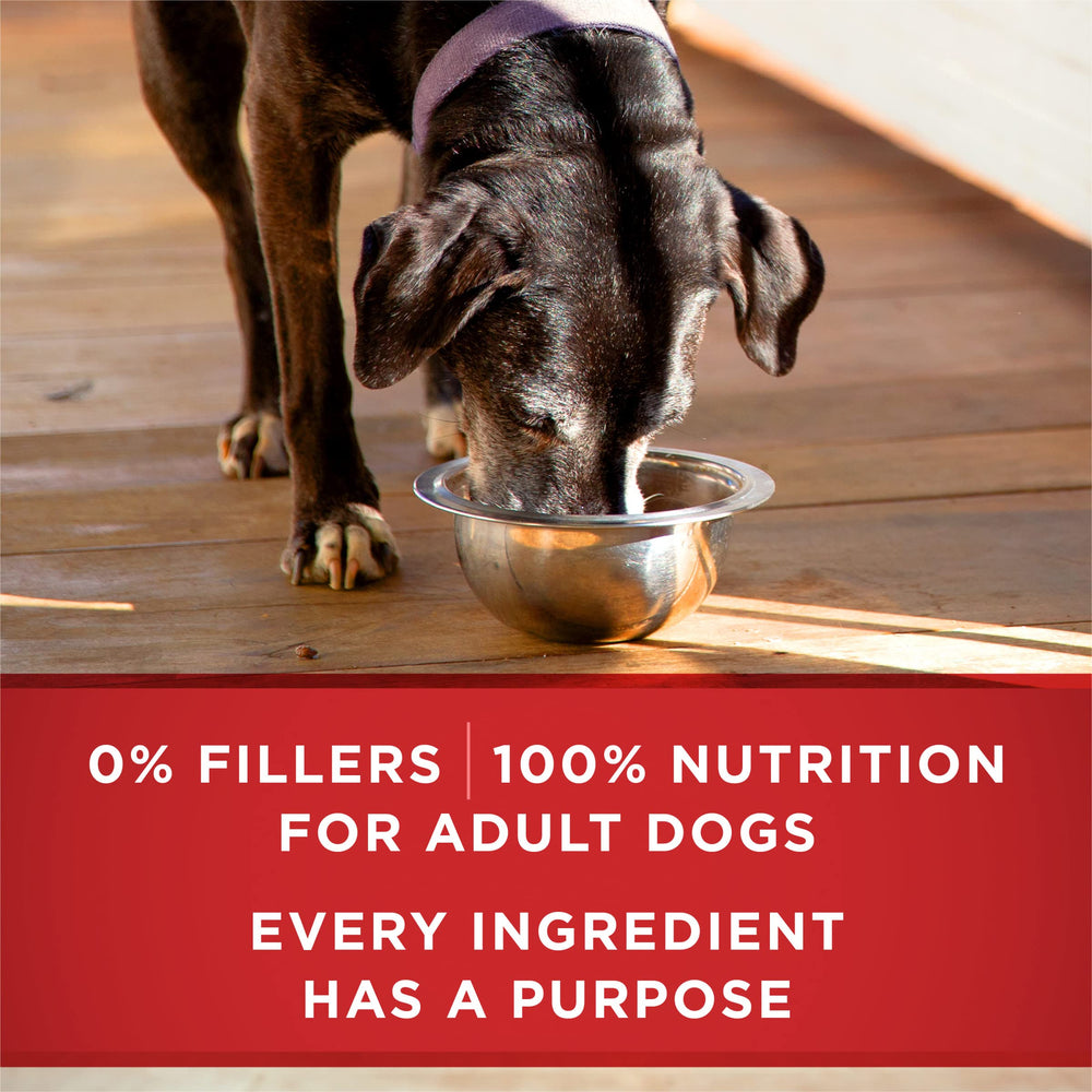 Purina ONE Plus classic ground texture served in a dish