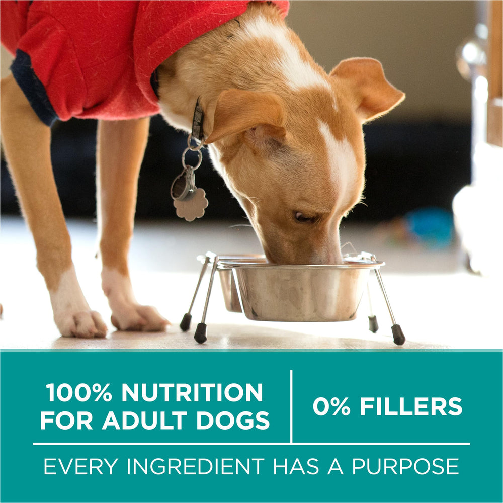 Purina ONE Plus Digestive Health dog enjoying a meal at feeding time.