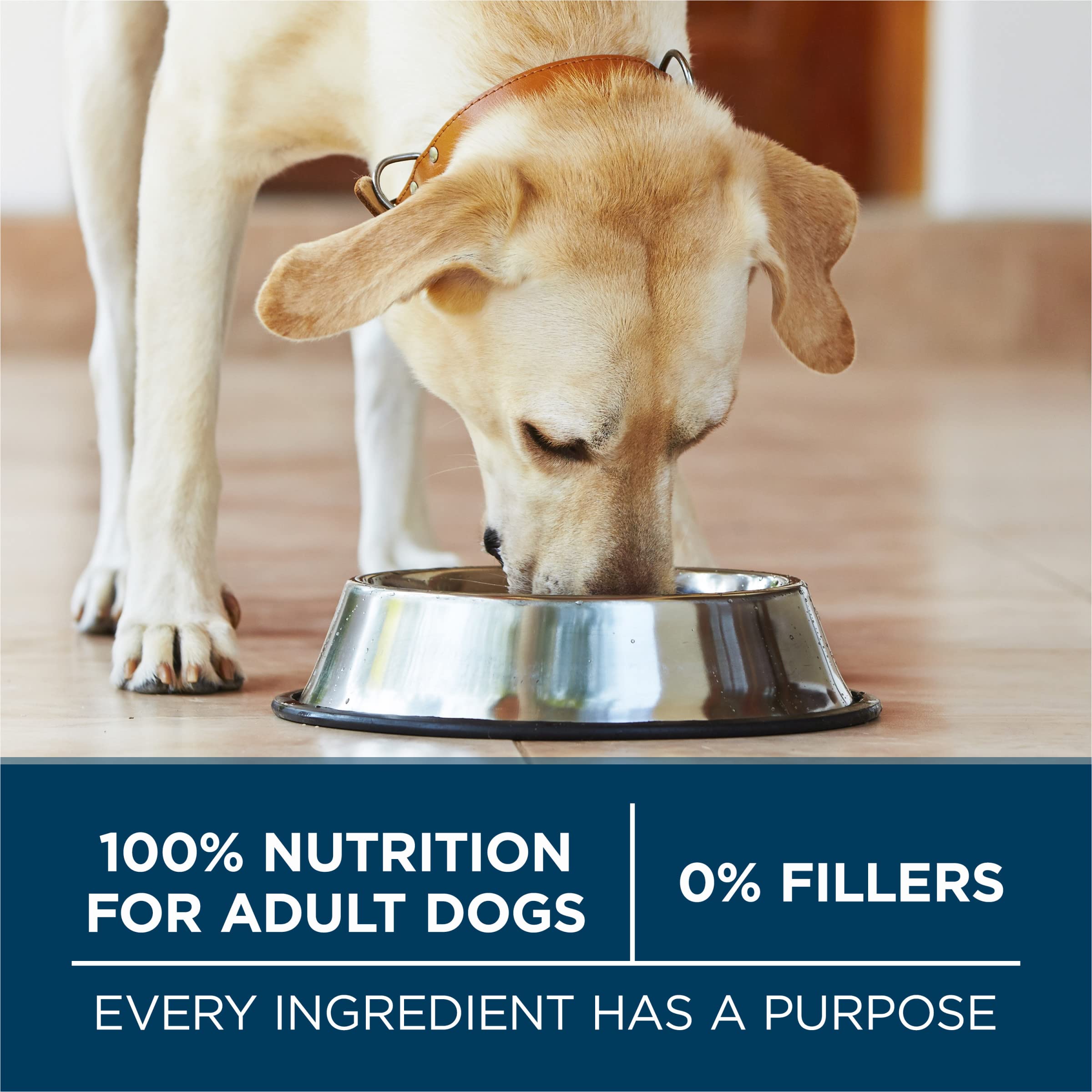 Purina ONE Plus Large Breed no artificial flavors and preservatives emphasize clean ingredients.
