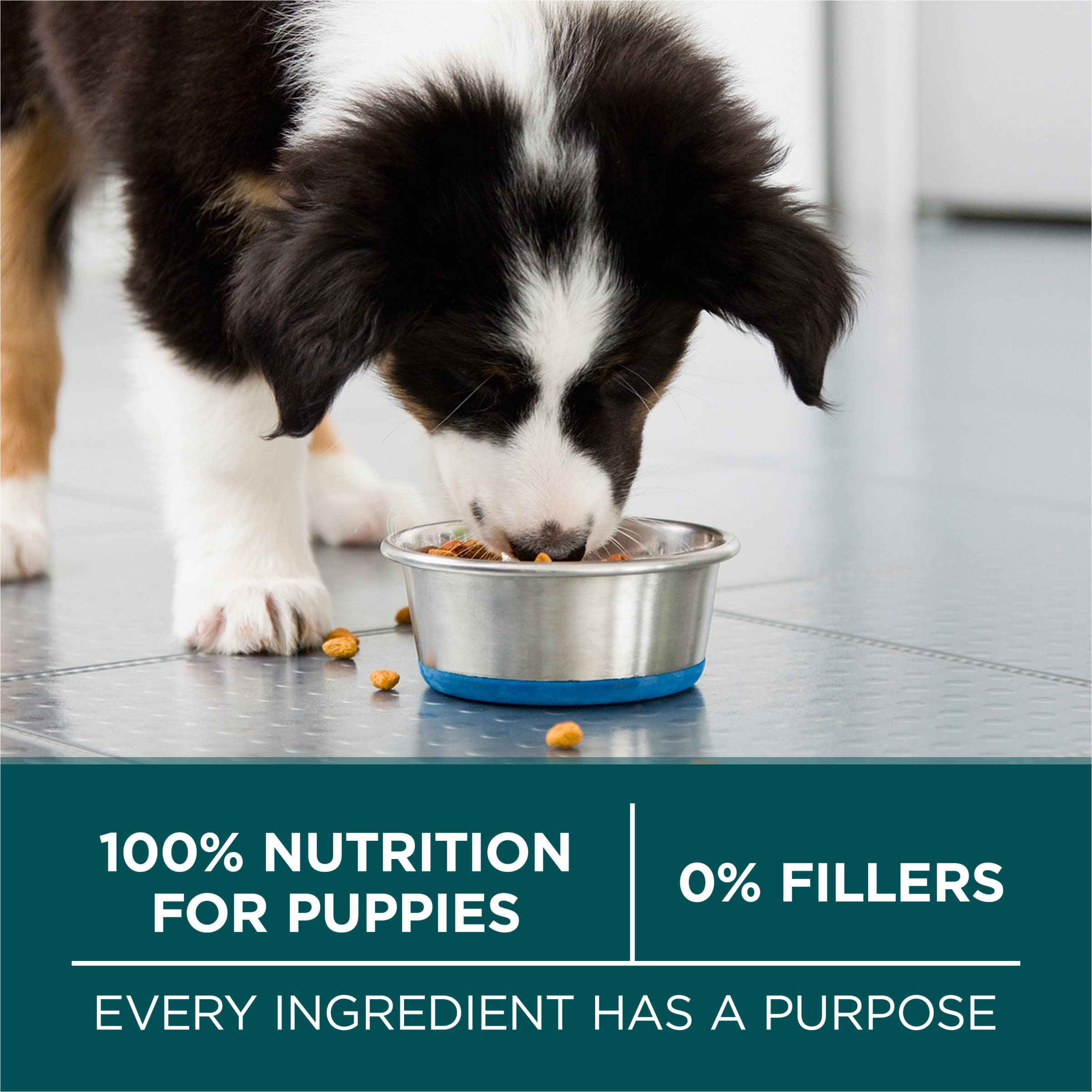 Purina ONE Plus Large Breed Puppy bowl during meal time with tasty morsels