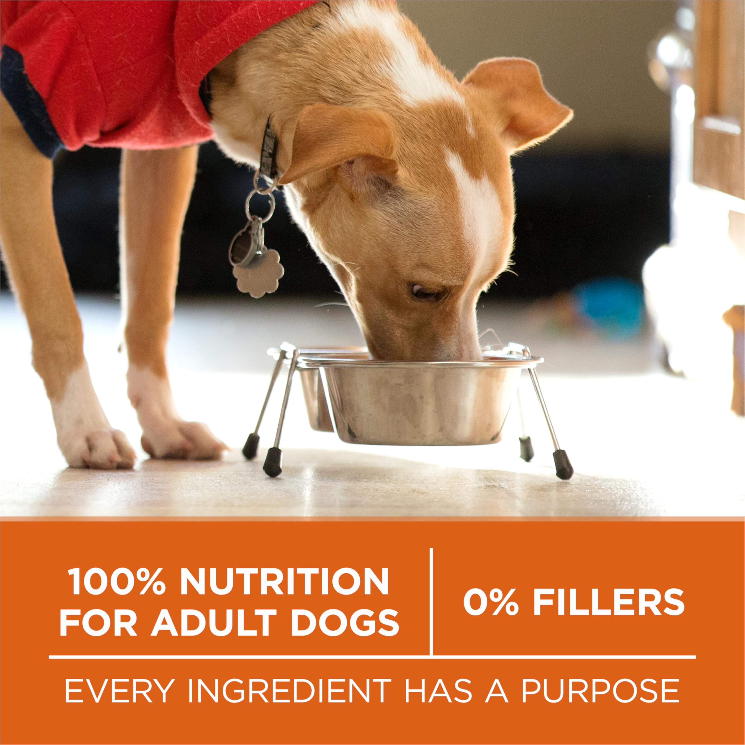 Purina ONE Plus high-protein formula with real turkey for lean muscle.