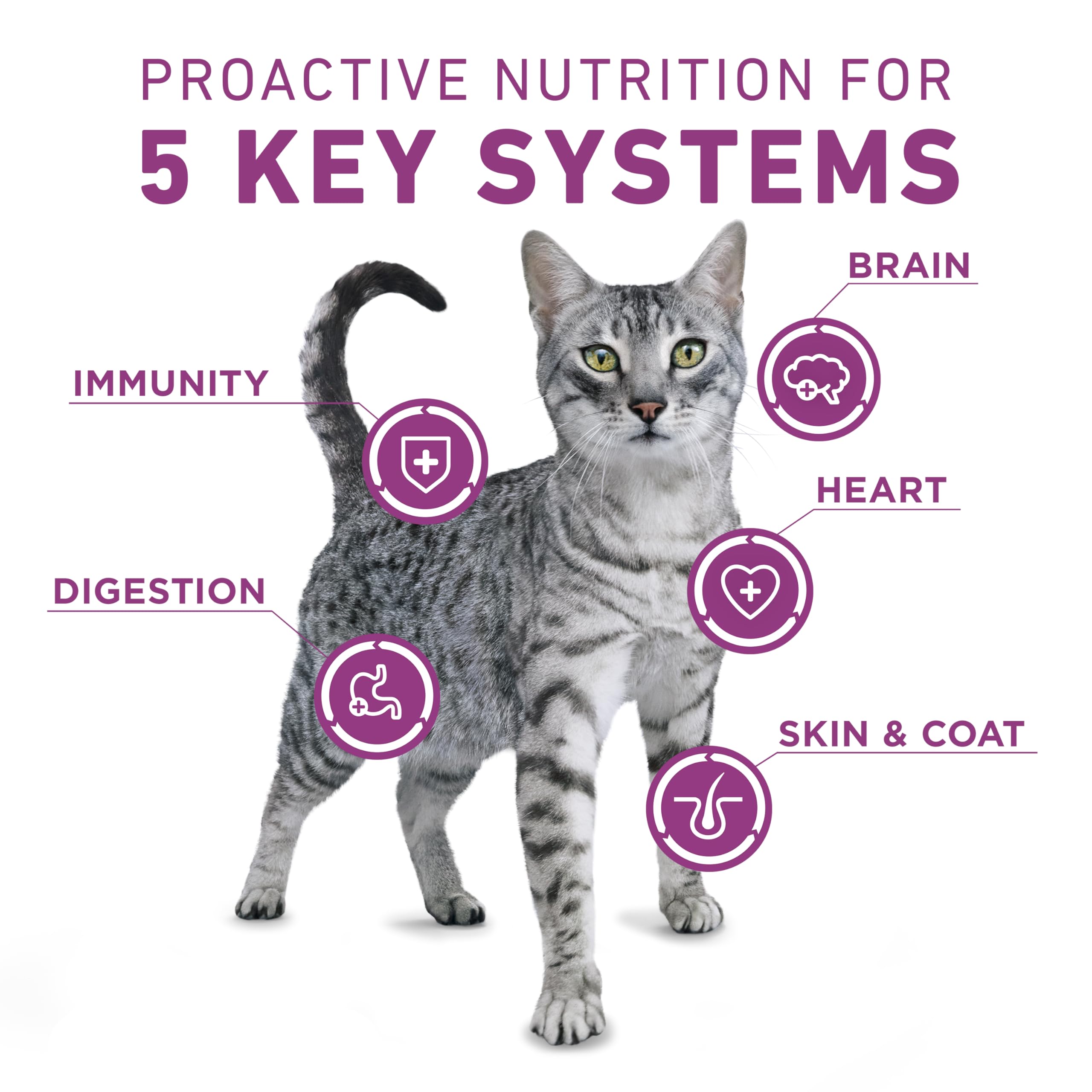 Purina ONE Plus Whole Body Support packaging shows a 22 lb bag for adult cats.