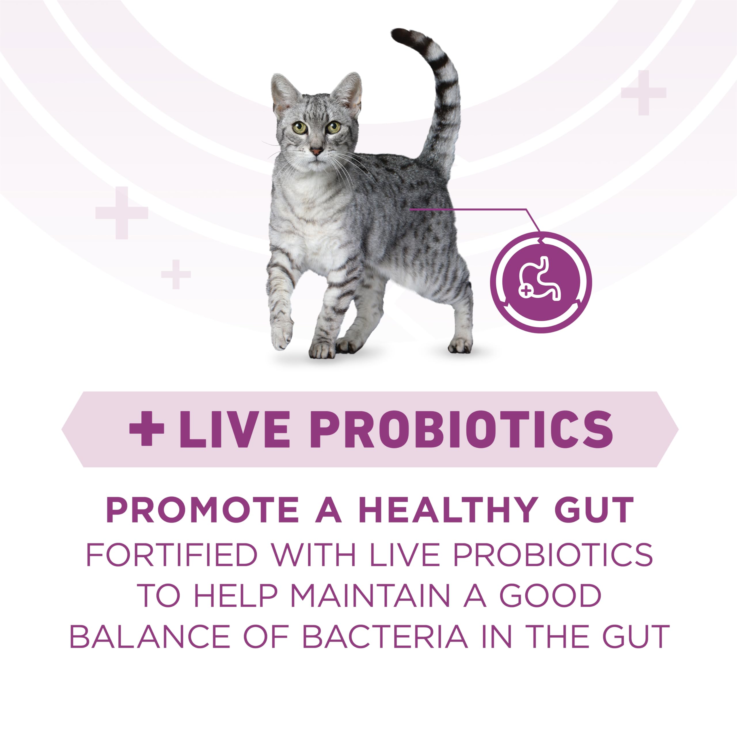 Purina ONE Plus label highlights live probiotics for digestive comfort in cats.