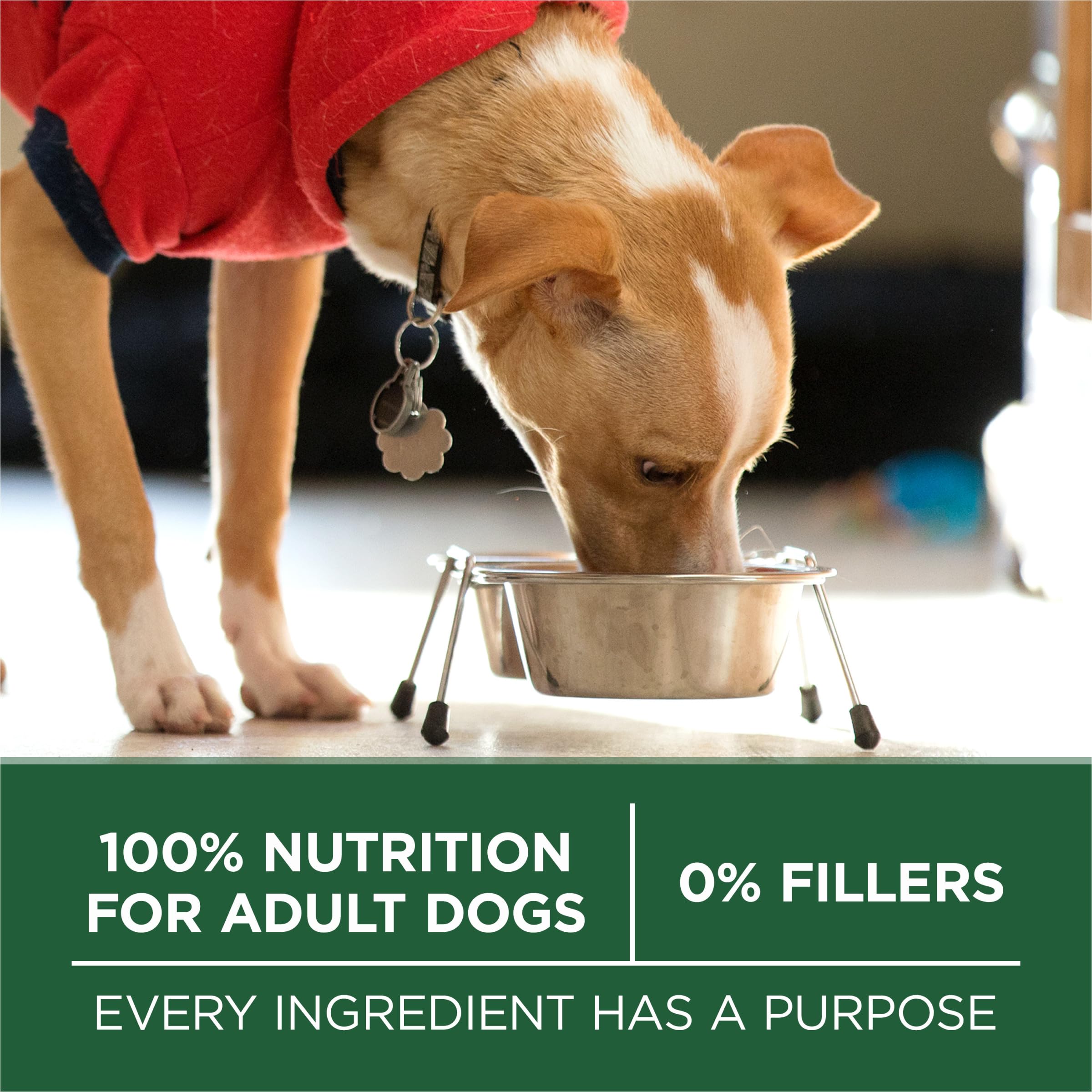 Antioxidants included in Purina ONE for immune support in small breeds