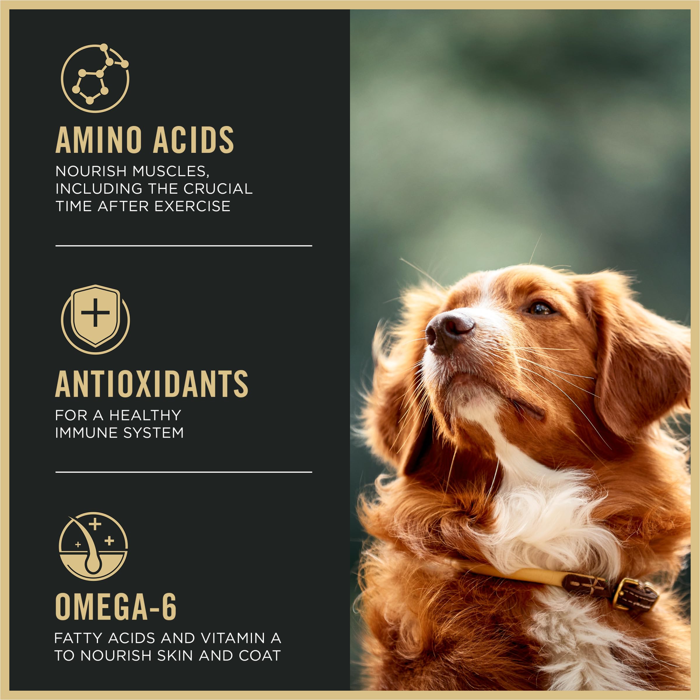 Purina Pro Plan Active 27/17 SPORT serving bowl demonstrates balanced nutrition for active dogs.
