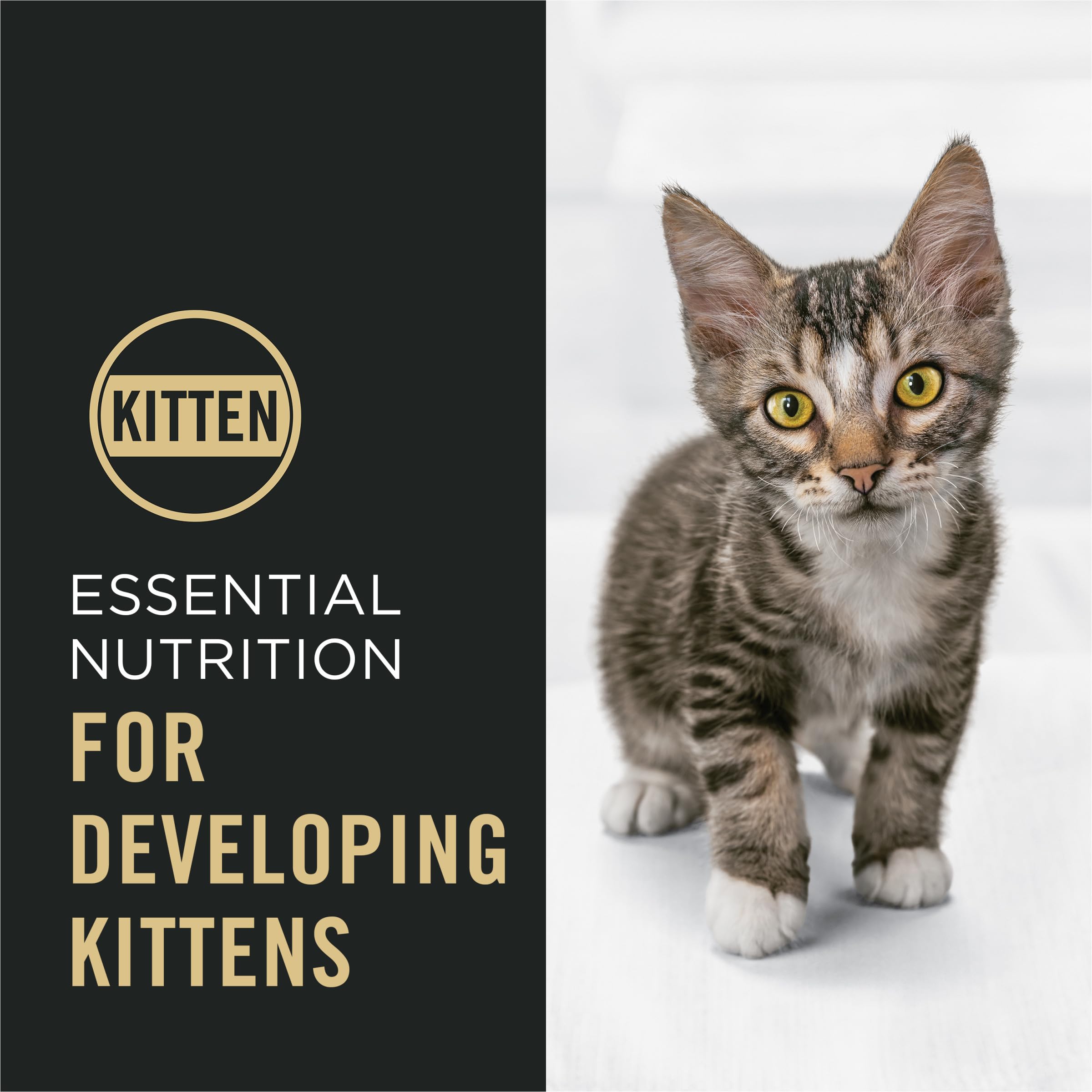 Purina Pro Plan Kitten dry food DHA emphasizes brain and vision development.