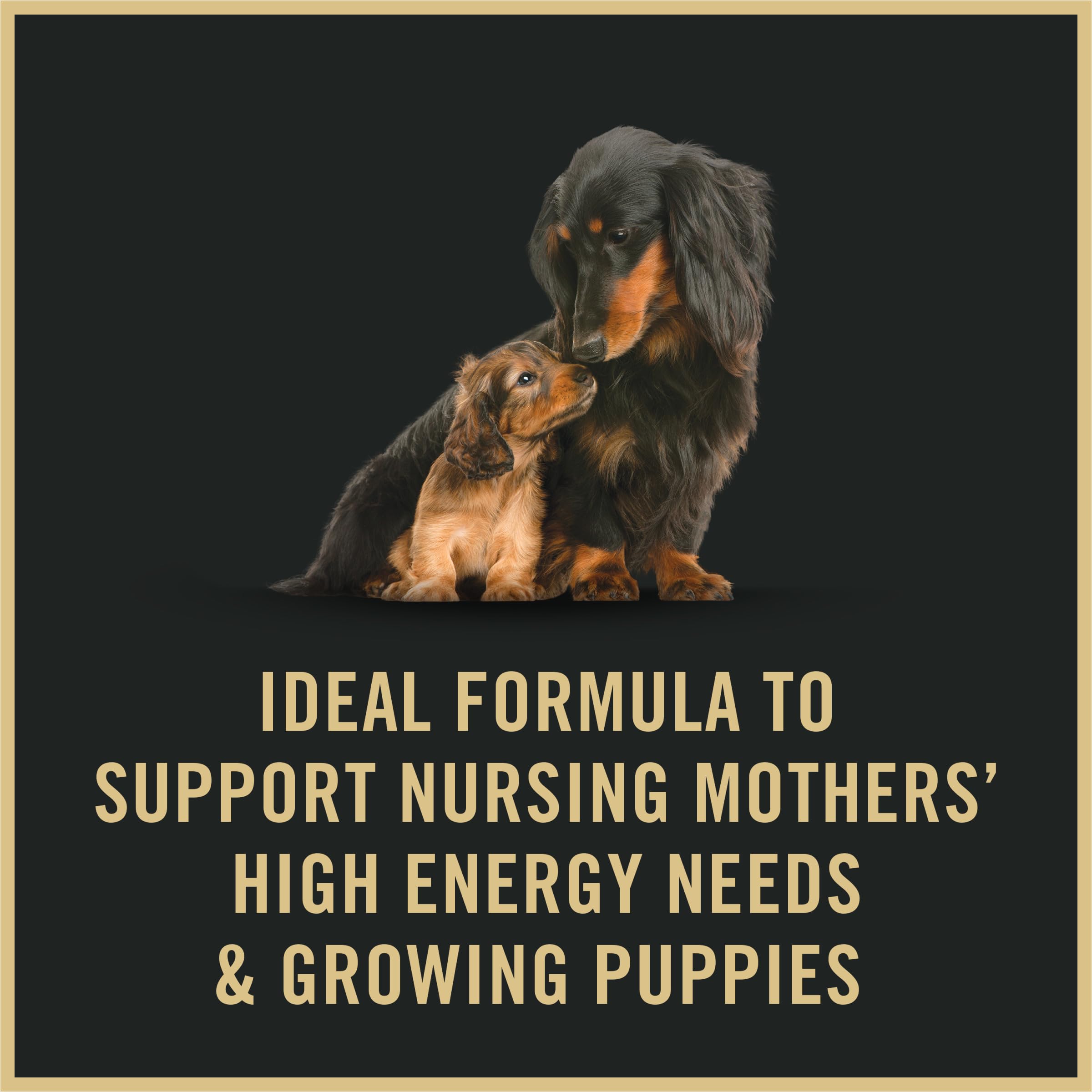 Purina Pro Plan Puppy Starter Mousse nursing mother scene with puppy nearby