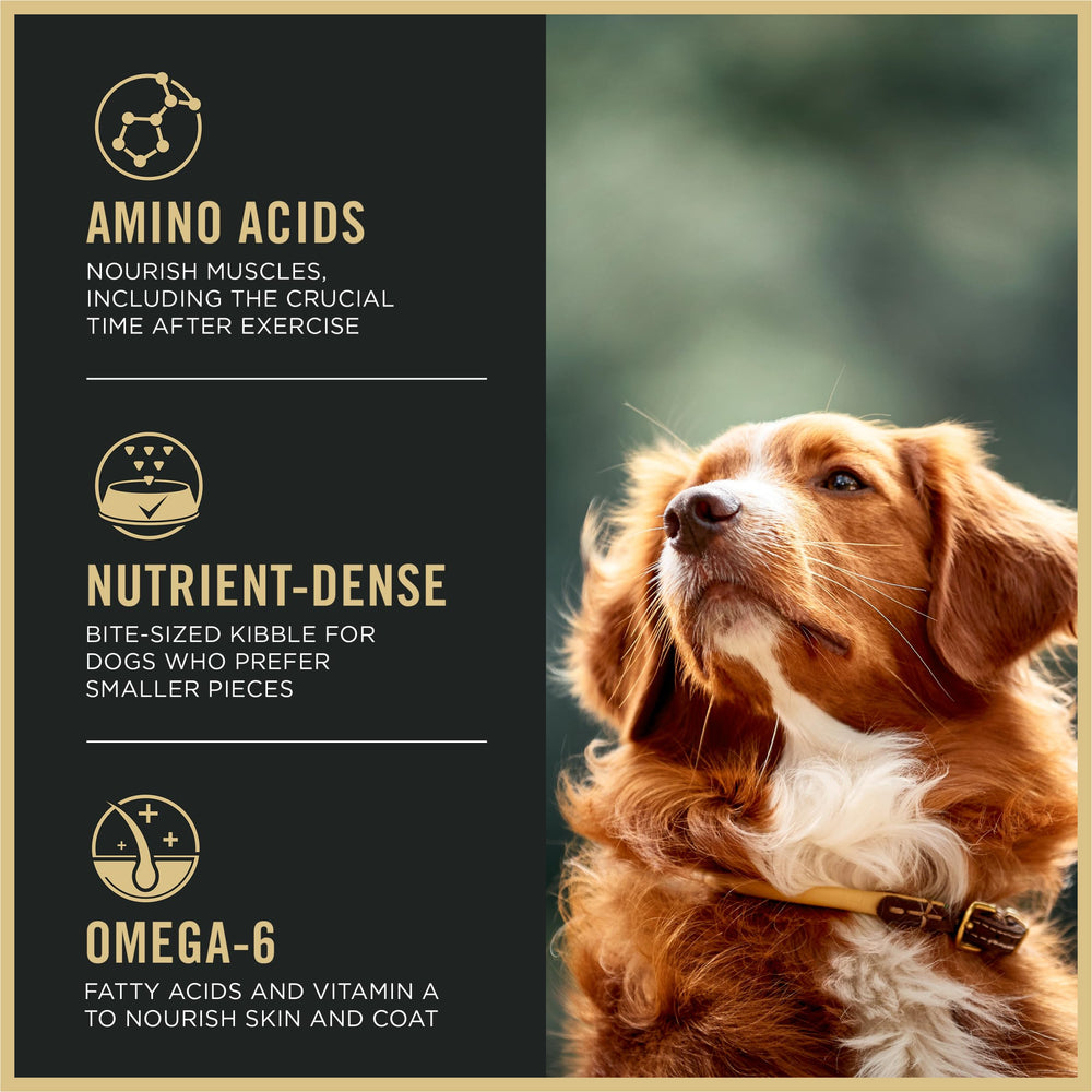 Purina Pro Plan small bites kibble texture suitable for small mouths.