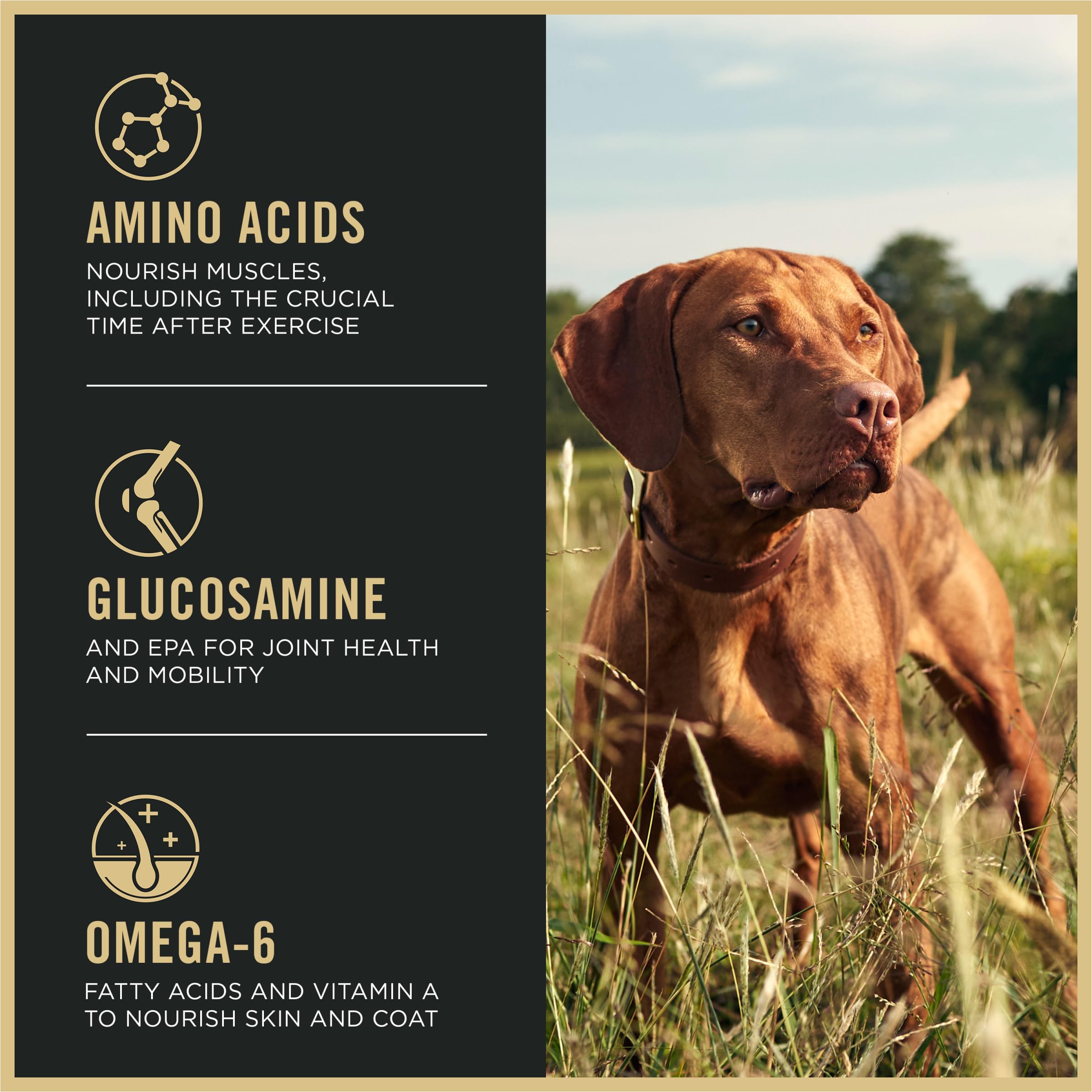 Purina Pro Plan Sport with live probiotics supports digestive health in dogs.