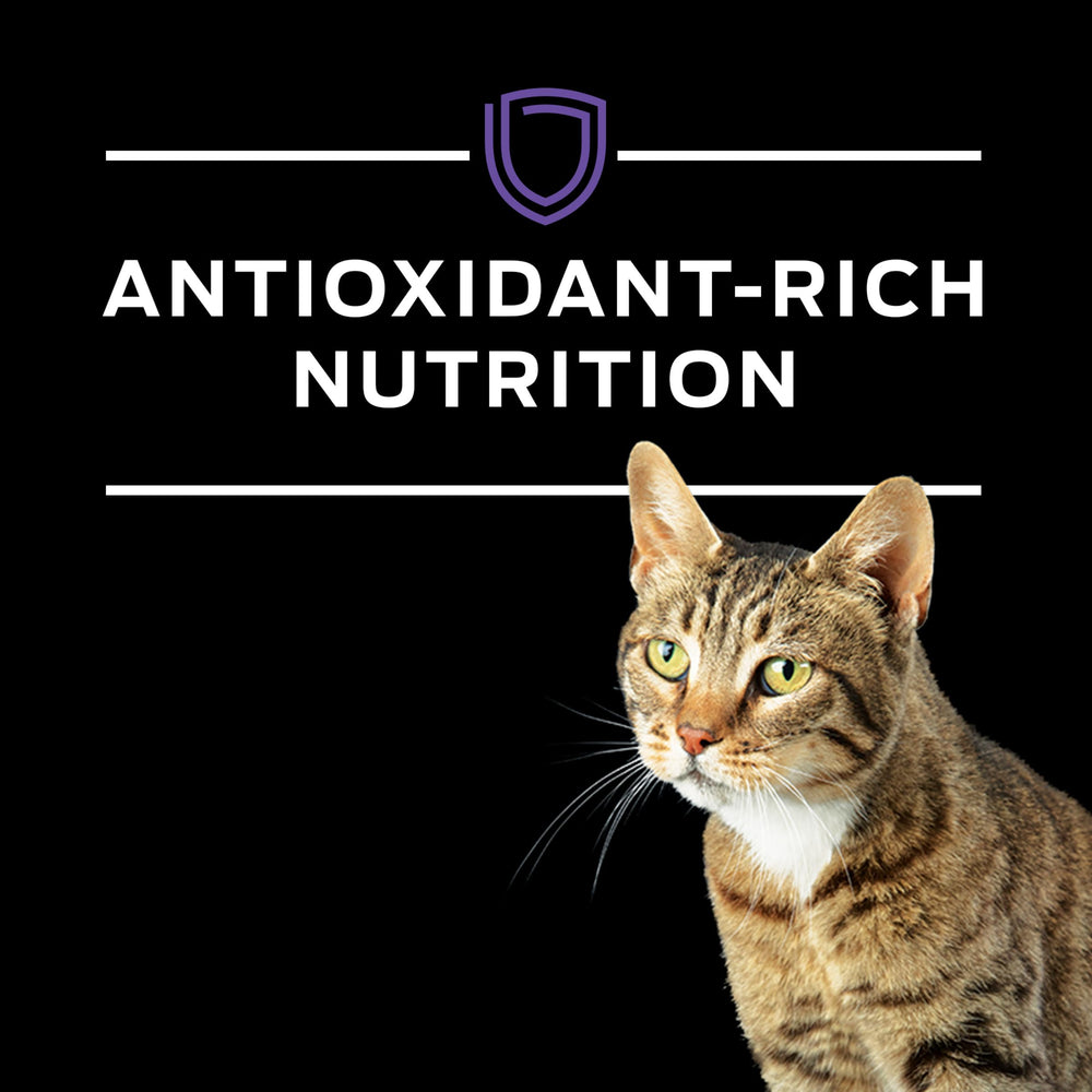 Purina Pro Plan Veterinary Diets HA hydrolyzed cat kibble texture for sensitive stomachs.