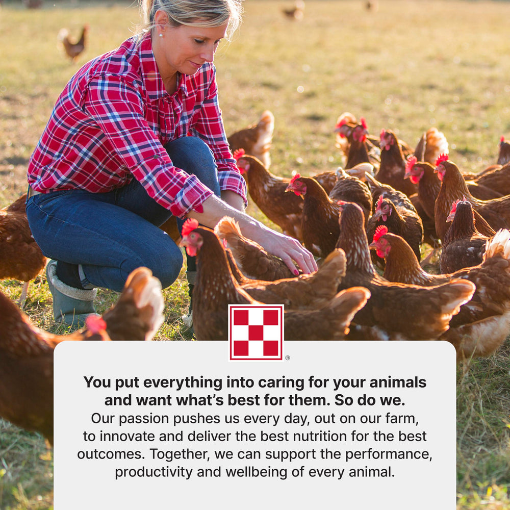 Purina Start and Grow growing chicks enjoying meal time for steady growth.