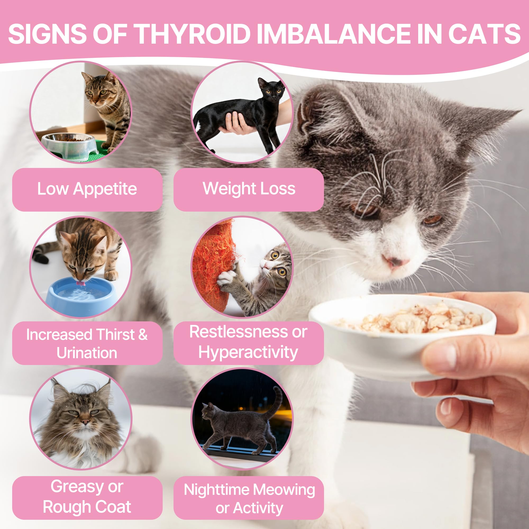 Qanoreth Thyroid Support for Cats bottle front highlights vet-formulated herbal blend.