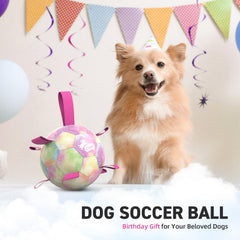 Dog enjoying pool play with the QDAN rainbow ball