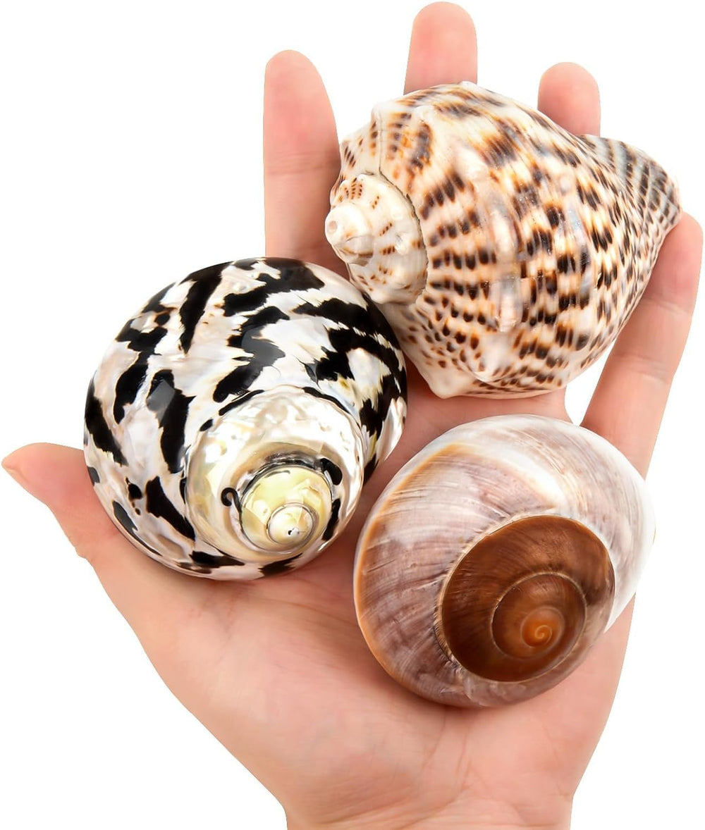 QICQDRAM boutique shell set for hermit crabs supports growth and choice.