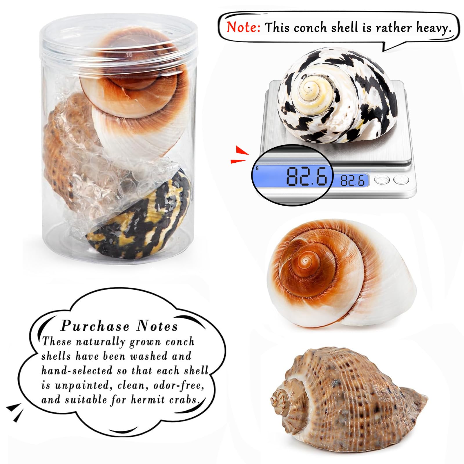 Opening-size range helps fit growing hermit crabs.