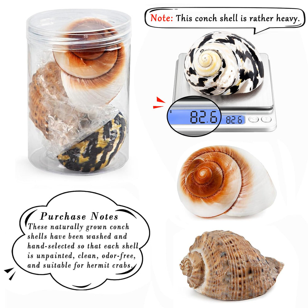 Opening-size range helps fit growing hermit crabs.