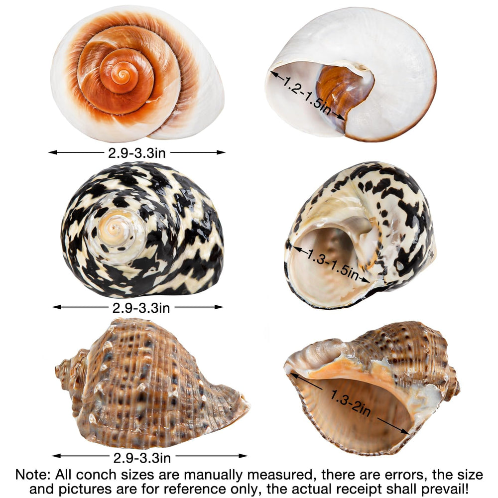 Natural sea shells cleaned and ready for use.