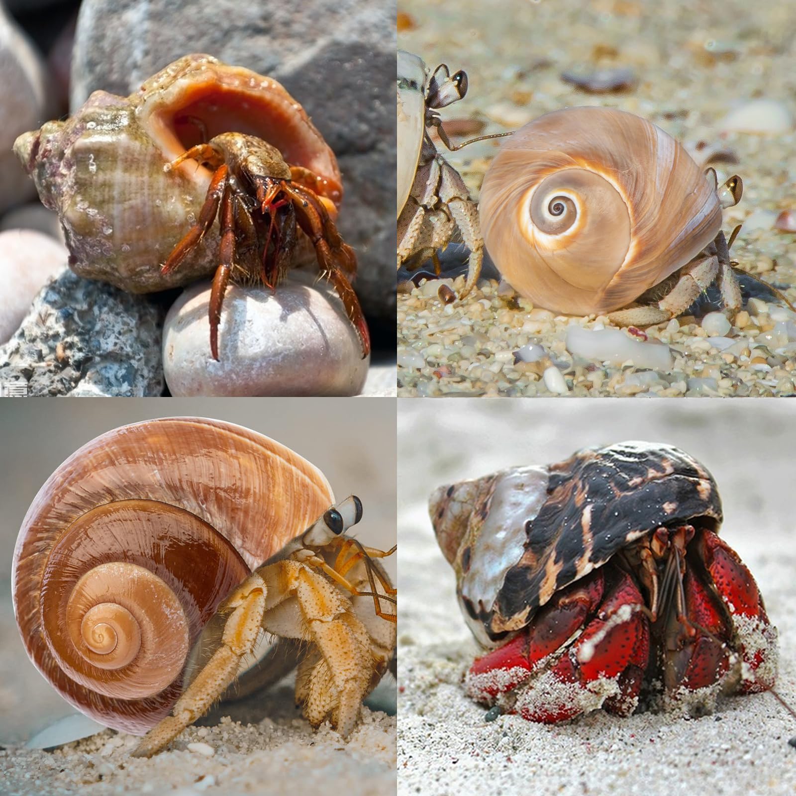 Unpainted, odor-free shells reduce stress during transitions.