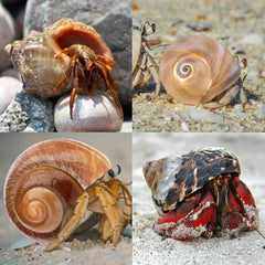 Unpainted, odor-free shells reduce stress during transitions.