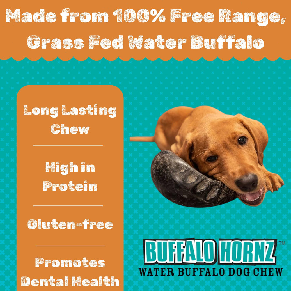 Dog chewing horn, satisfying natural urge