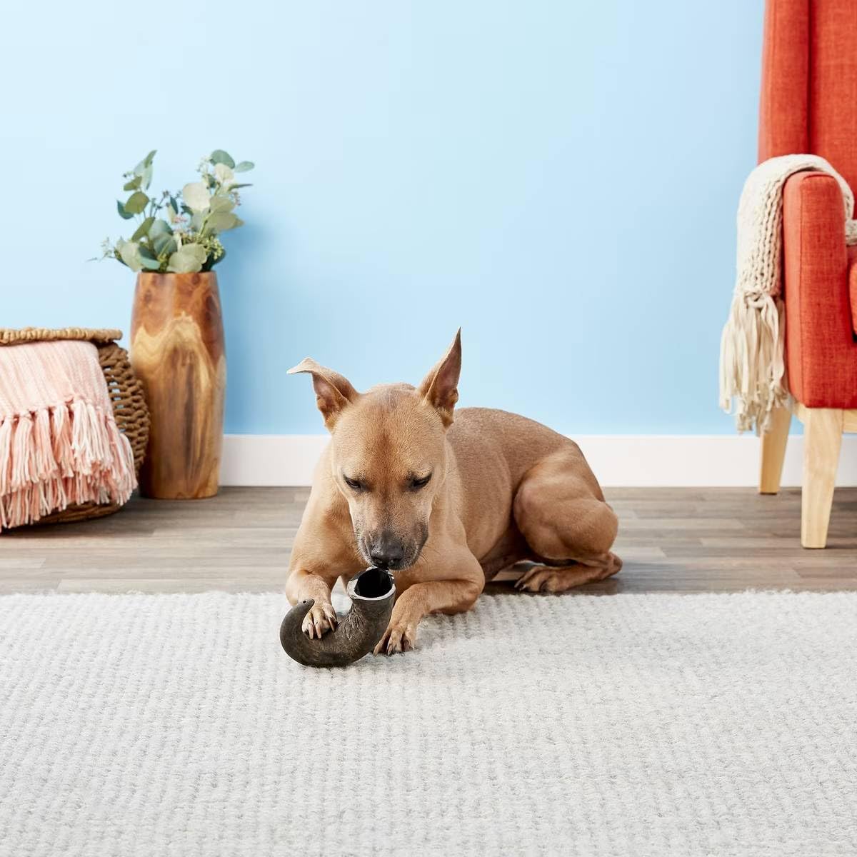 Eco-friendly packaging of QT Dog Buffalo Hornz with minimal waste
