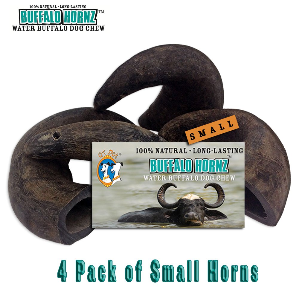 QT Dog Buffalo Hornz in-use: ideal for aggressive chewers in a small-breed pack.