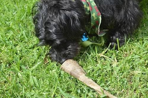 QT Dog Gobi Horn close-up shows marrow inside as a natural treat option