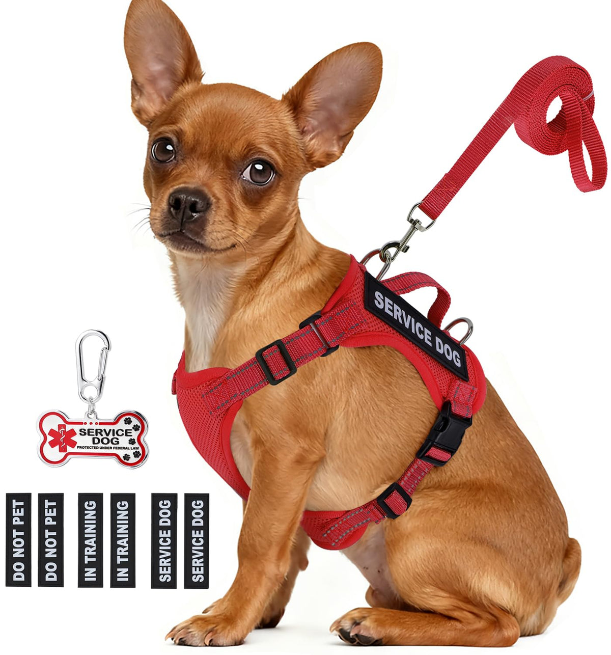 QUDLIMO service dog vest on a small breed with patches for clear status and guidance
