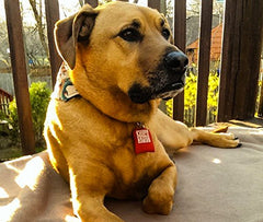 Side view of the neoprene sleeve offering comfortable year-round wear on a collar.