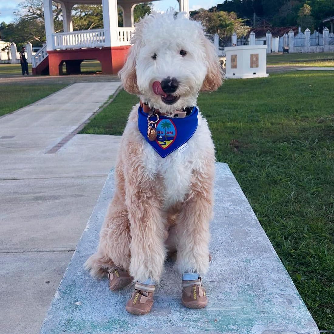 QUMY measurement guide image helps you pick the right size by paw width and length.