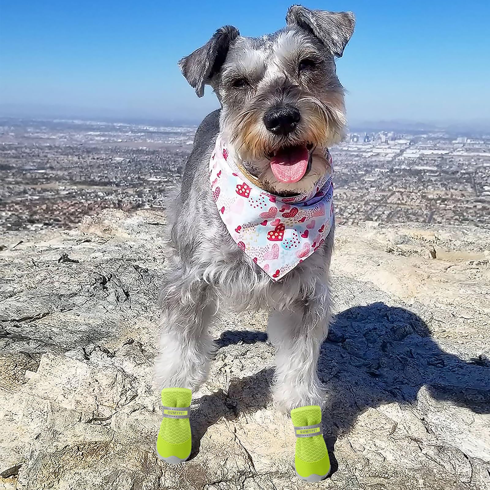 QUMY dog shoes small fashion design highlighted on tiny paws.