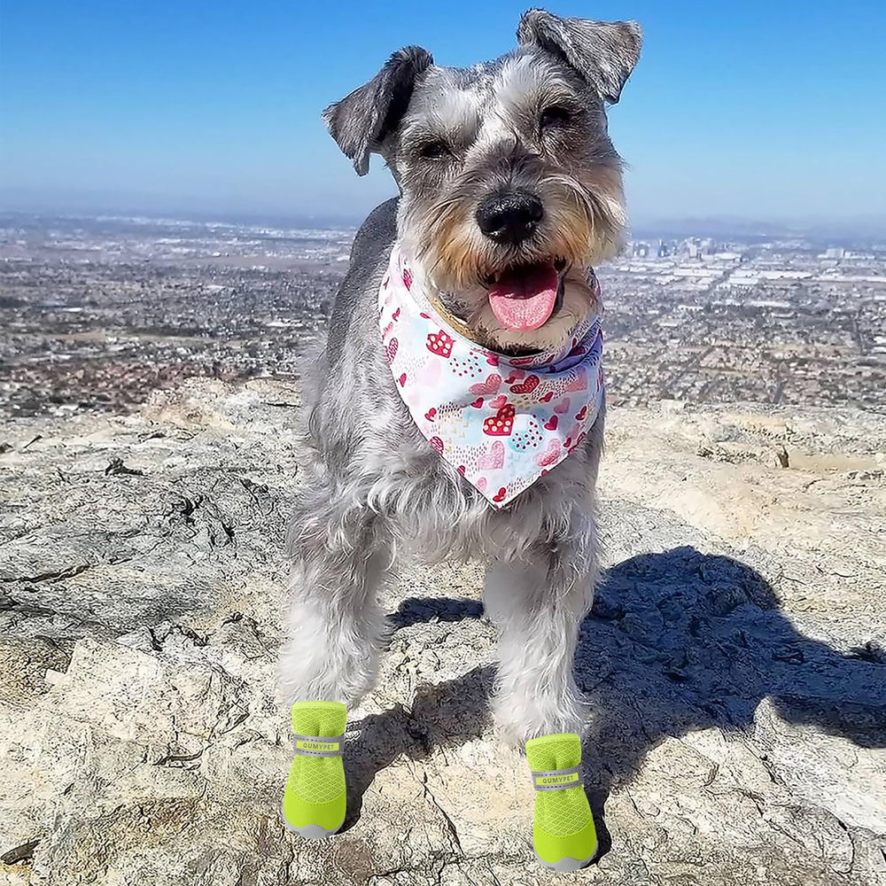 QUMY dog shoes small fashion design highlighted on tiny paws.