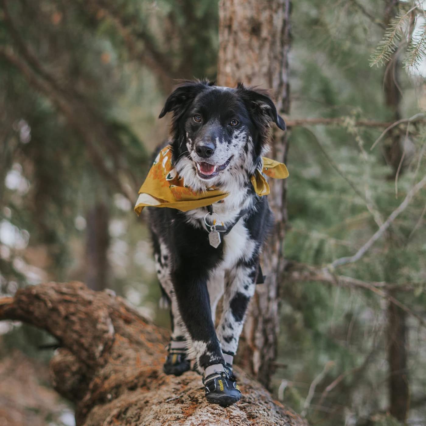 QUMY dog shoes on a rainy walk illustrate water-resistant protection