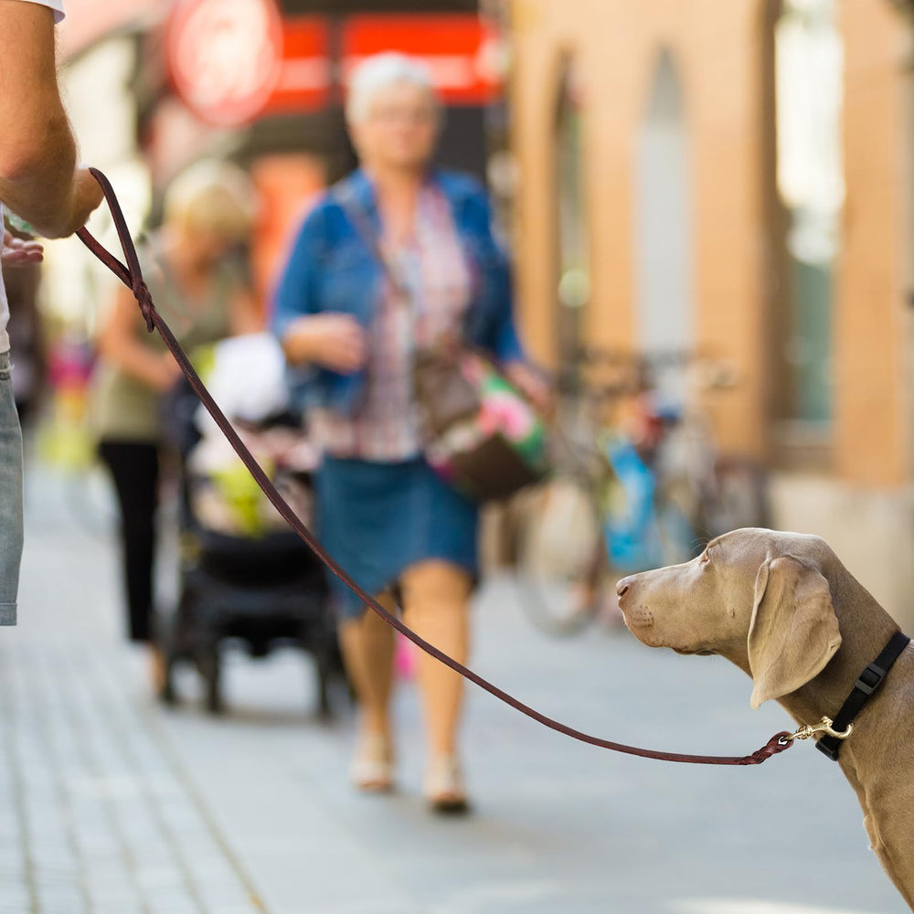 QUMY braided leather leash is easy to clean and long-lasting with simple care