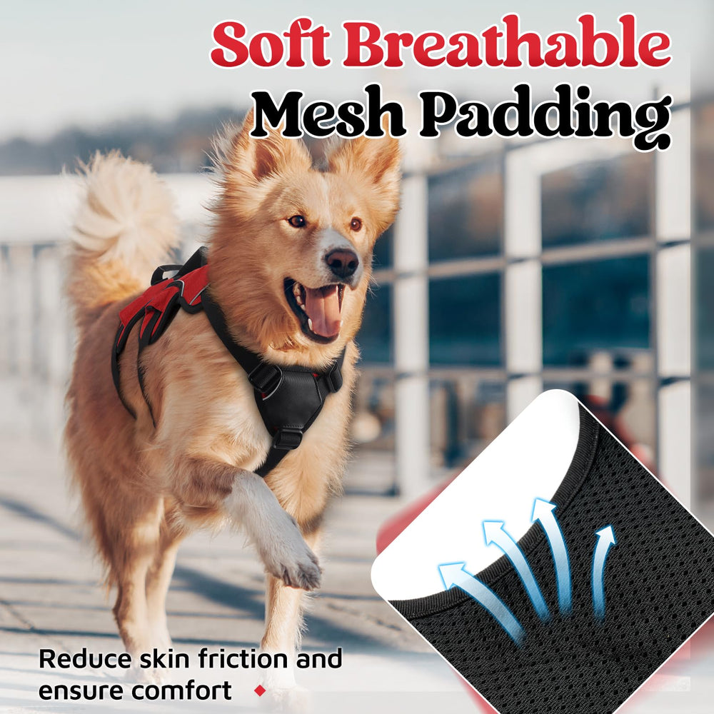 Rabbitgoo adjustable chest and belly straps ensure secure fit