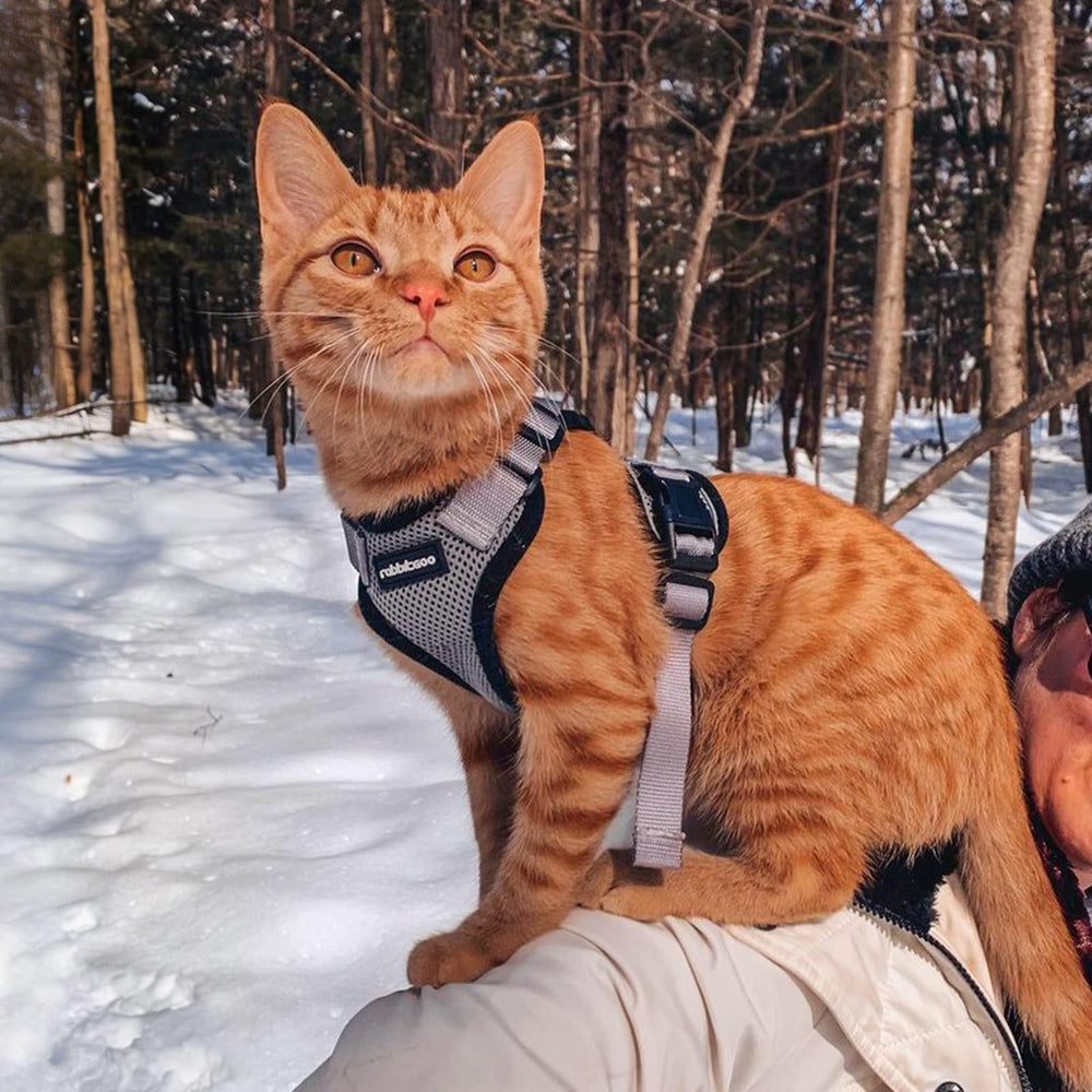 All-in-one Rabbitgoo harness and leash set for indoor and outdoor use.