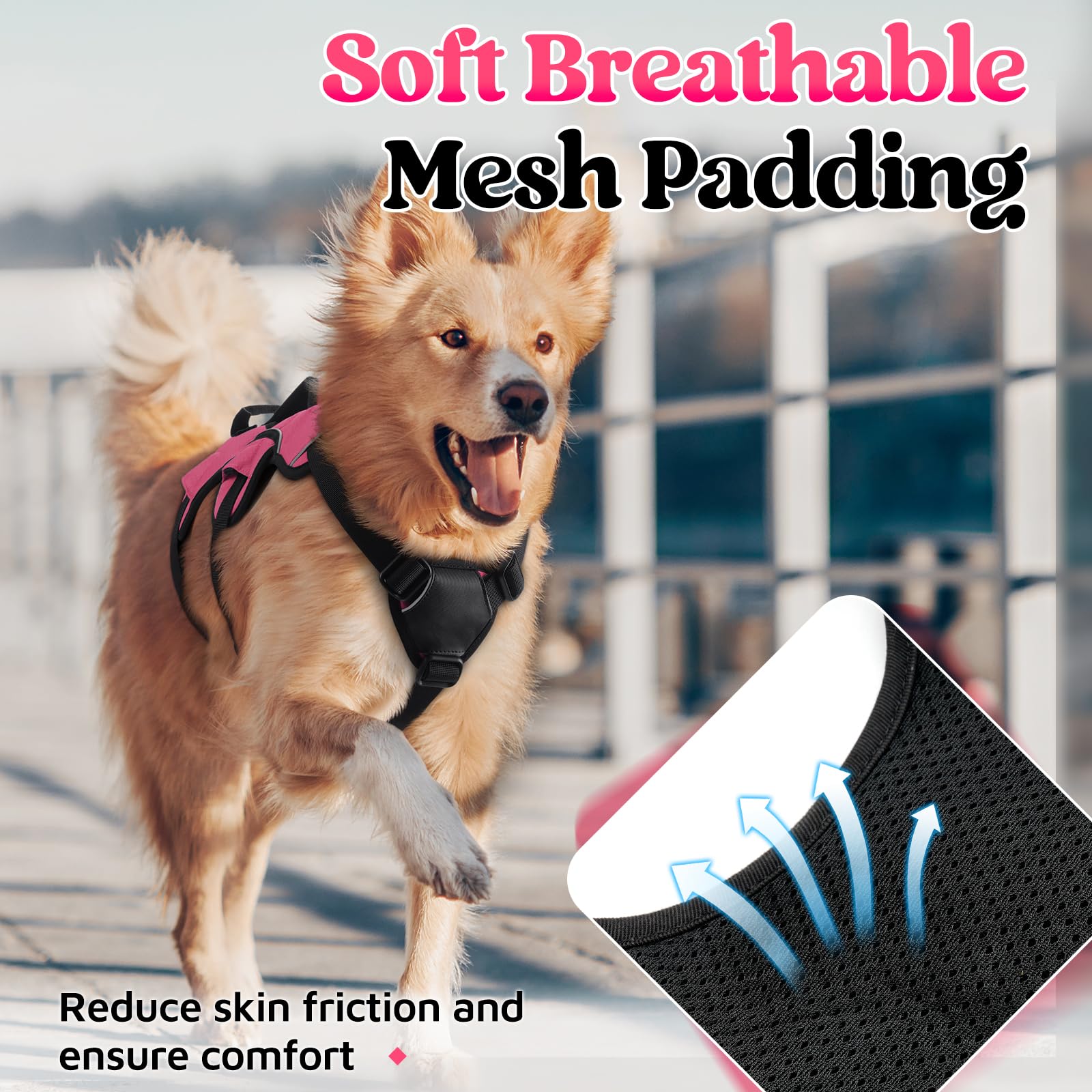 Rabbitgoo back D-ring no-pull design enables relaxed control during walks.