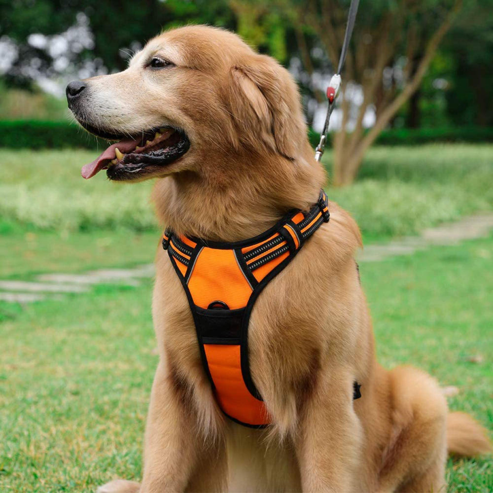 Rabbitgoo breathable air mesh keeps dogs cool on outdoor adventures.