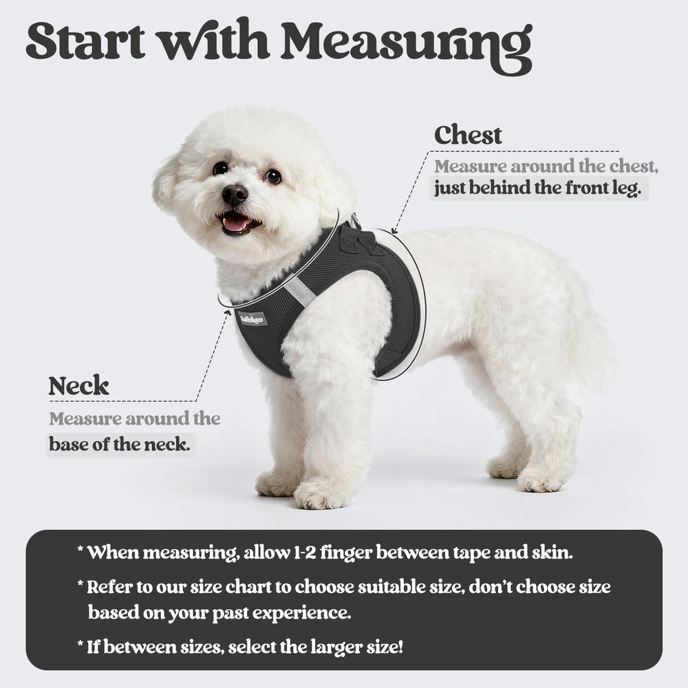 Rabbitgoo breathable mesh harness keeps small dogs cool on walks.