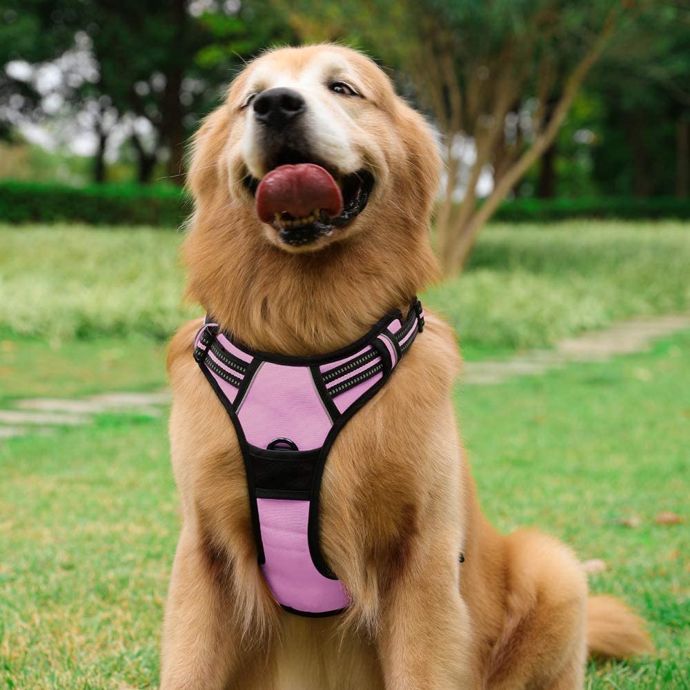 Rabbitgoo breathable oxford fabric keeps dogs cool outdoors