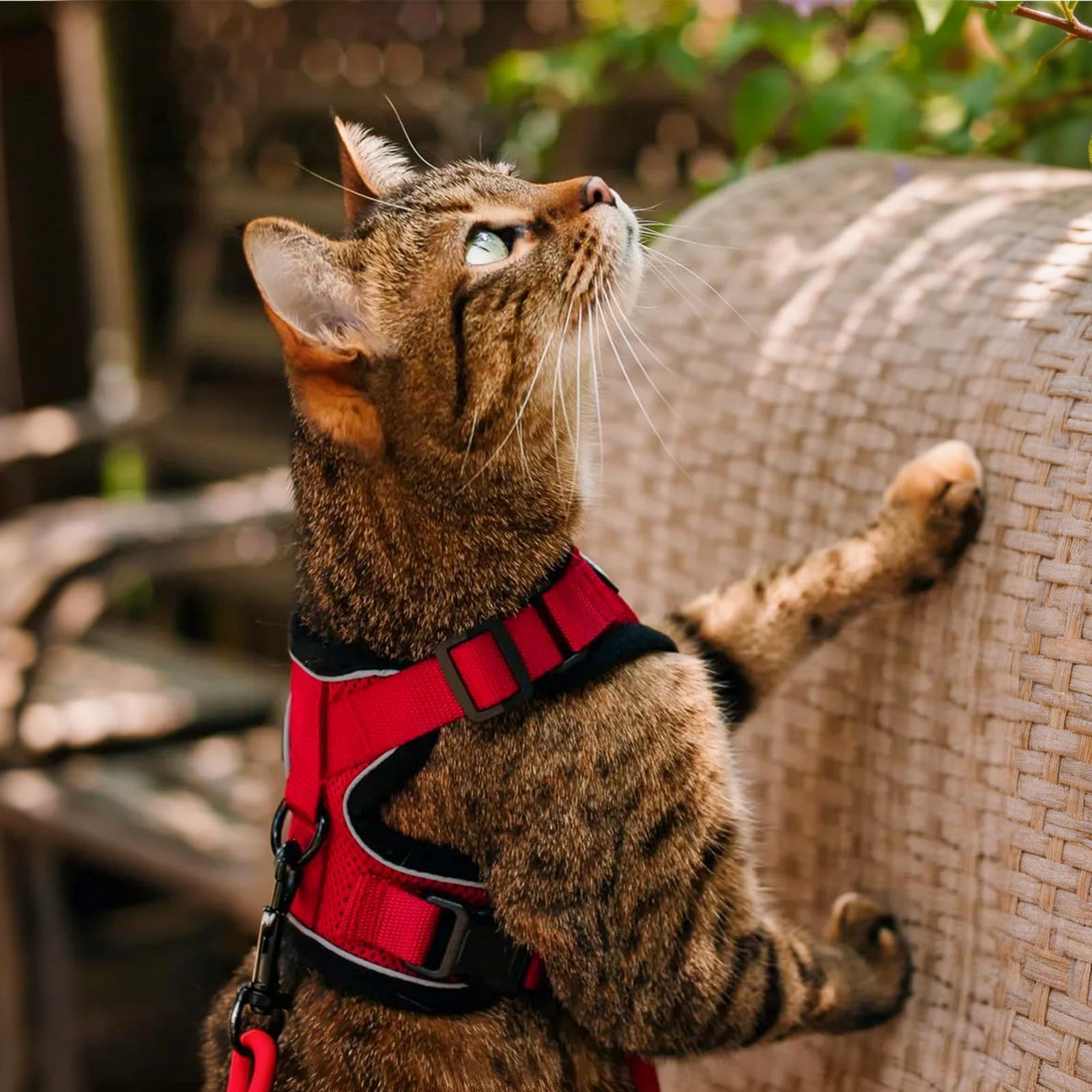 Rabbitgoo bright-red harness hues celebrate your cat's unique style.