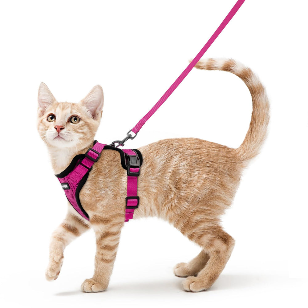 Rabbitgoo cat harness with escape-proof back D-ring for secure outdoor walks.