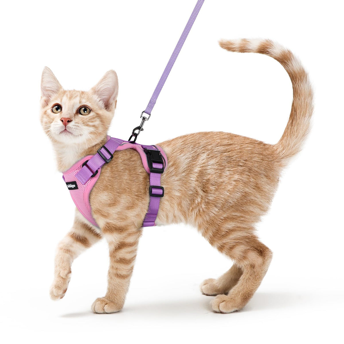 Rabbitgoo cat harness with escape-proof back D-ring for secure outdoor strolls.