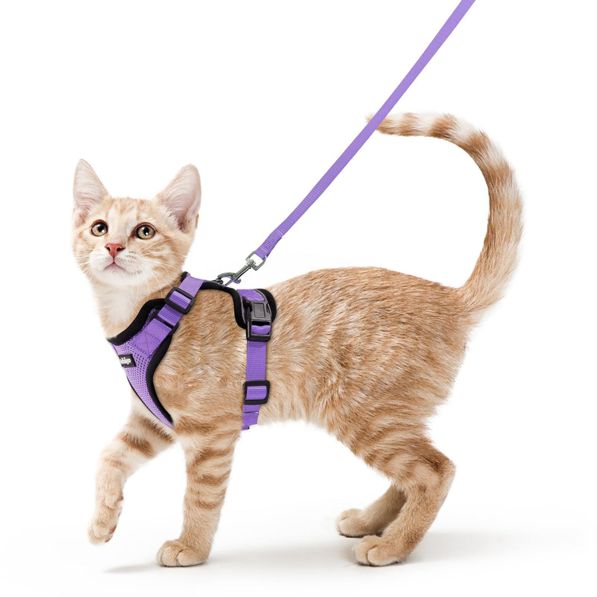 Rabbitgoo cat harness and leash set on cat for safe outdoor walks