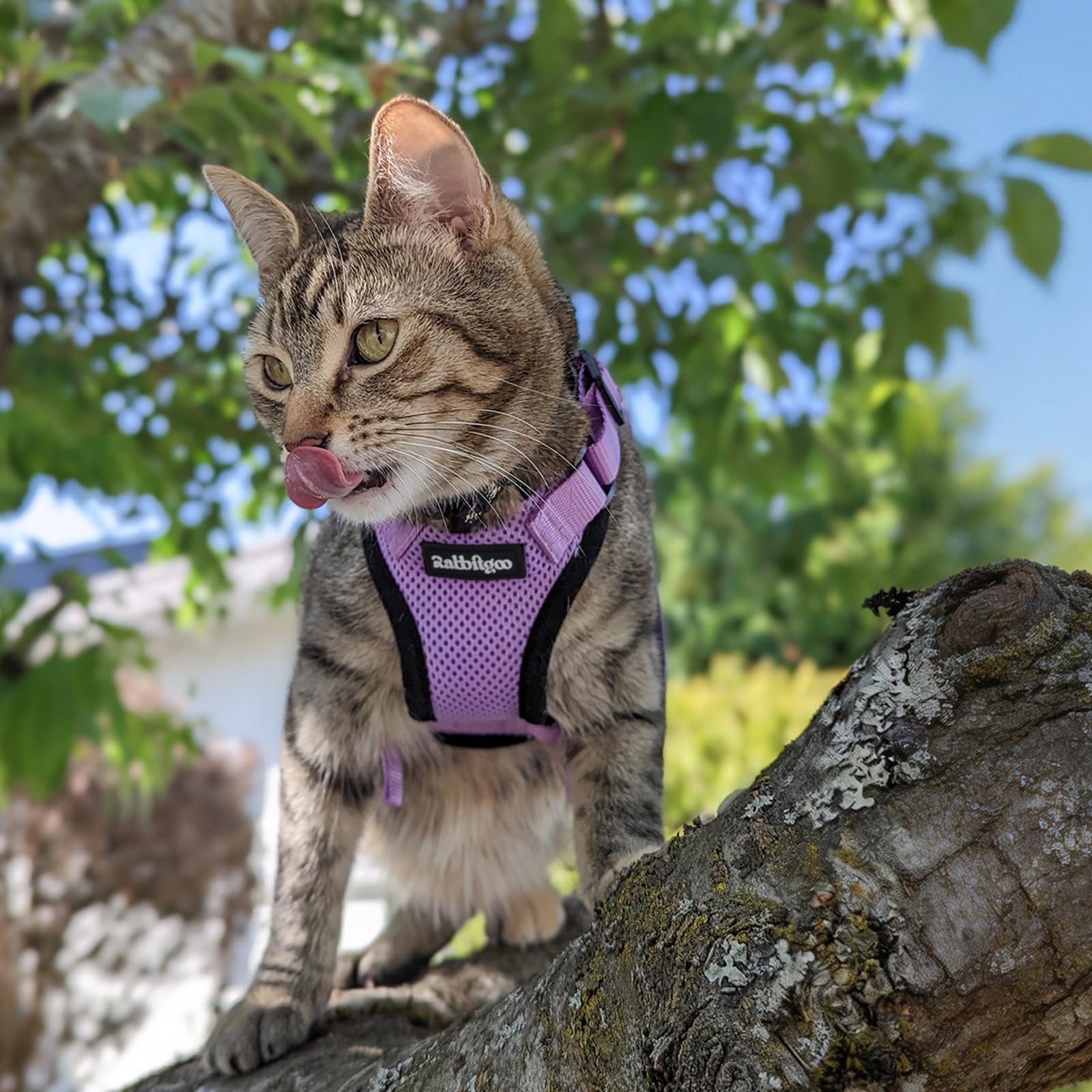 Rabbitgoo light purple harness adds stylish flair to strolls.
