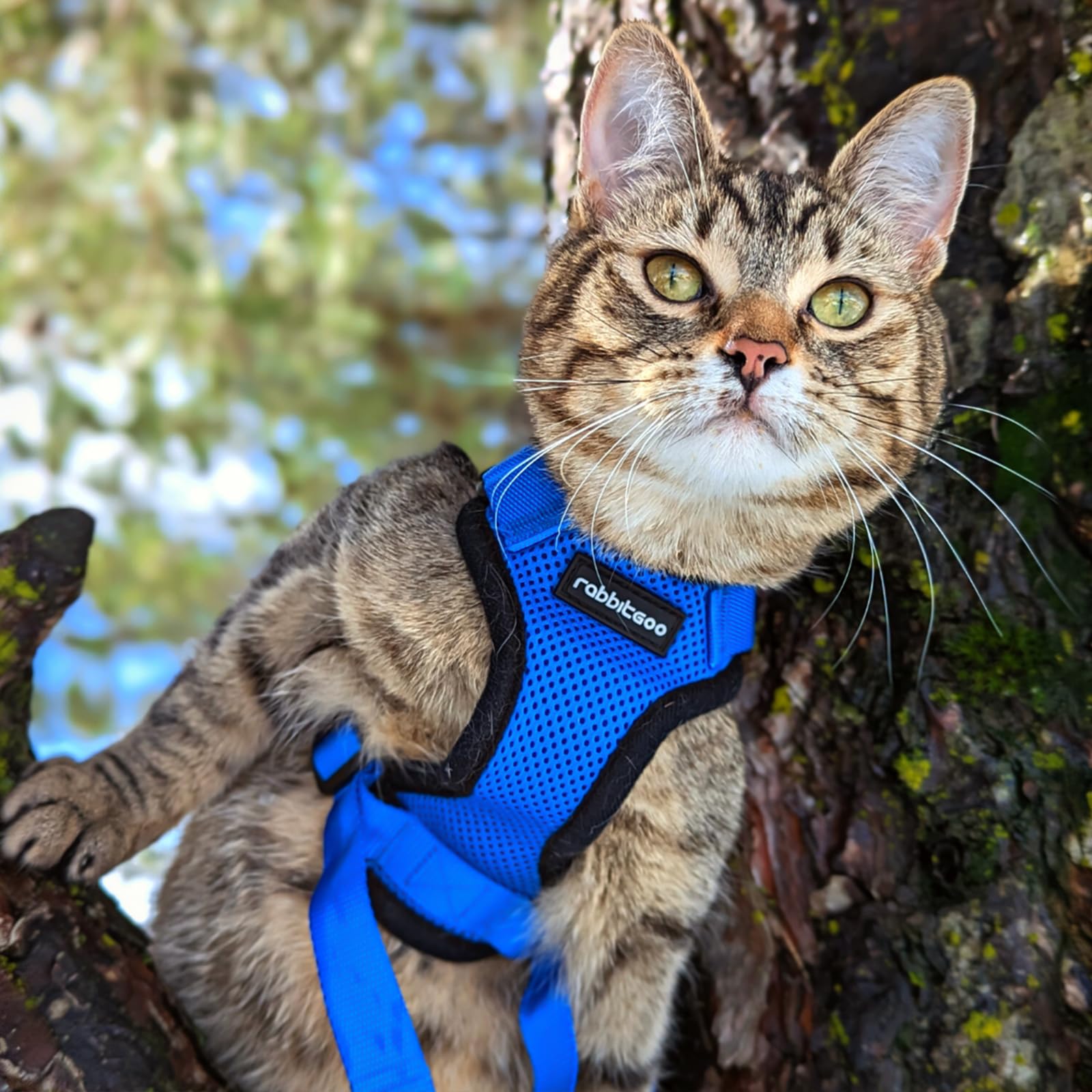 Navy blue Rabbitgoo harness shown in close-up detail